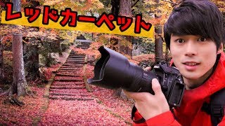 自然に出来たレッドカーペットを撮ってみた！