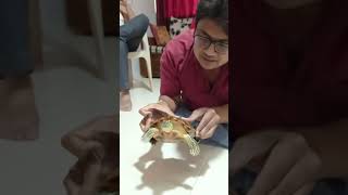 Playing with Turtle #shorts #viral #animals #pets