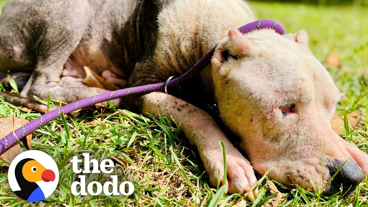 Pittie Rescued From The Woods Goes To McDonald’s For Ice Cream Cones