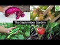 The September Garden - Plenty Of Harvests & Fall Gardening Preps!