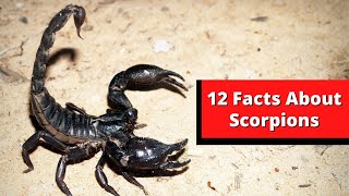 12 INTERESTING FACTS ABOUT SCORPIONS