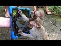 Crazy Monkey Magic - Simon Pierro