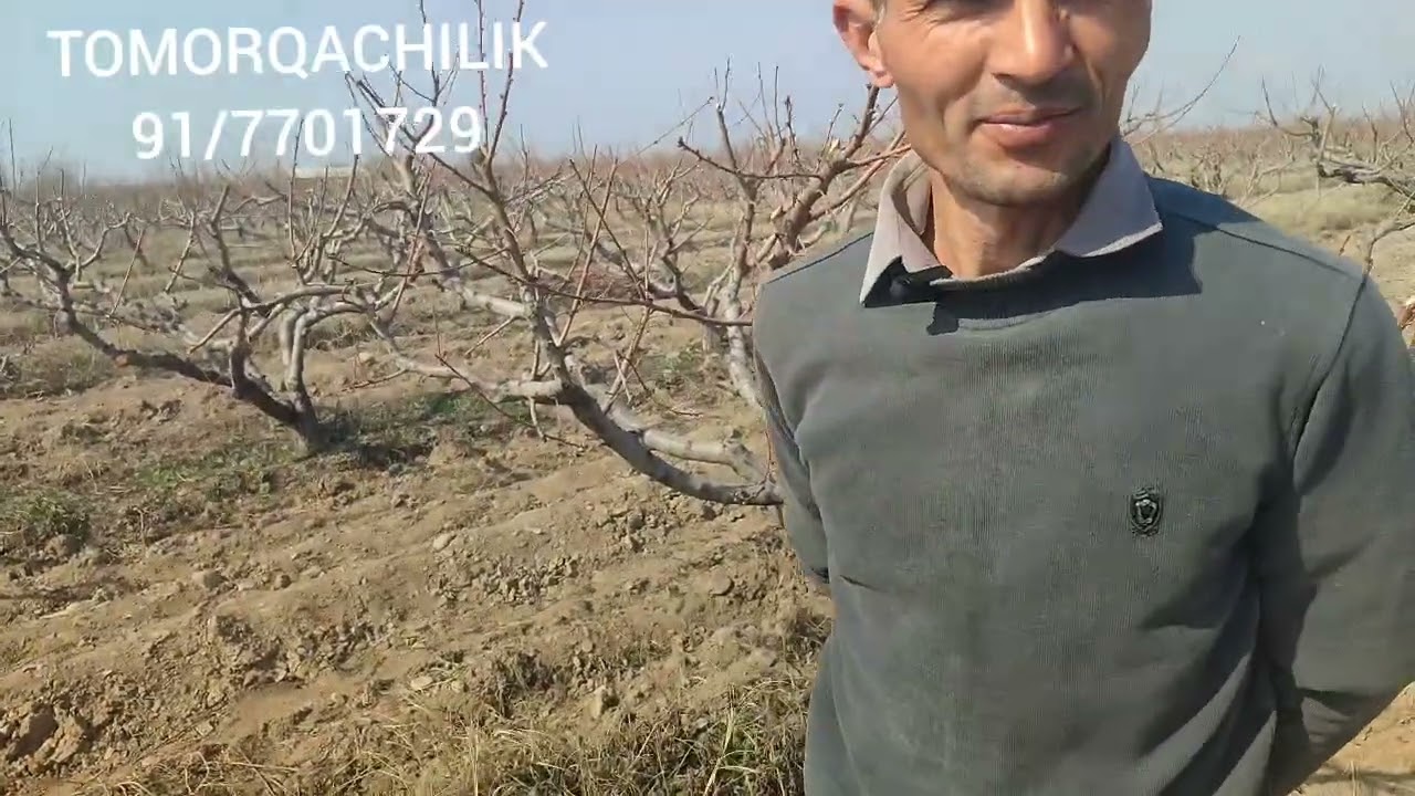 Shaftoli bogʻ zoʻr ekan.TOMORQACHILIK.