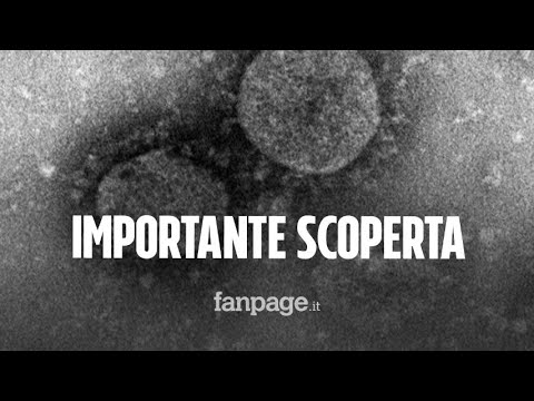 Video: Efficacia Terapeutica Di Un Romanzo Coniugato Anticorpo-farmaco Umanizzato Che Riconosce Il Dominio Della Plexina-semafora-integrina Nel Recettore RON Per La Terapia Del Cancro Mir