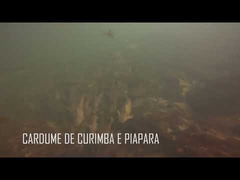 Vídeo: Onde mergulhar em Porto Rico