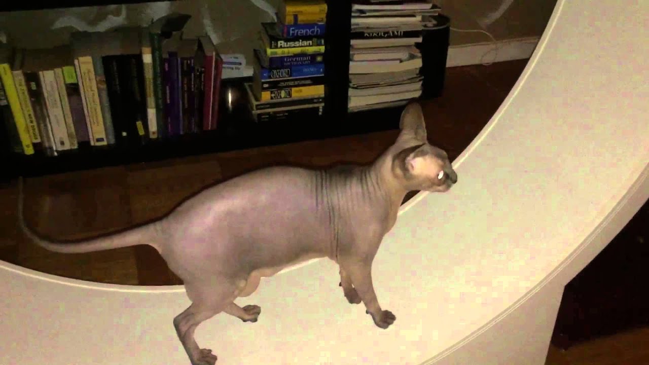 sphynx cat wheel