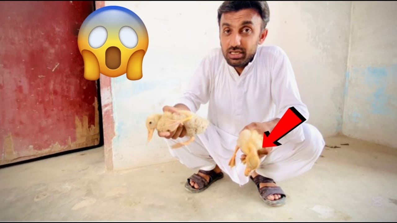 Achanak Ennay Kya Hogaya Hai? 🐣 || Ali’s Pet Adventures
