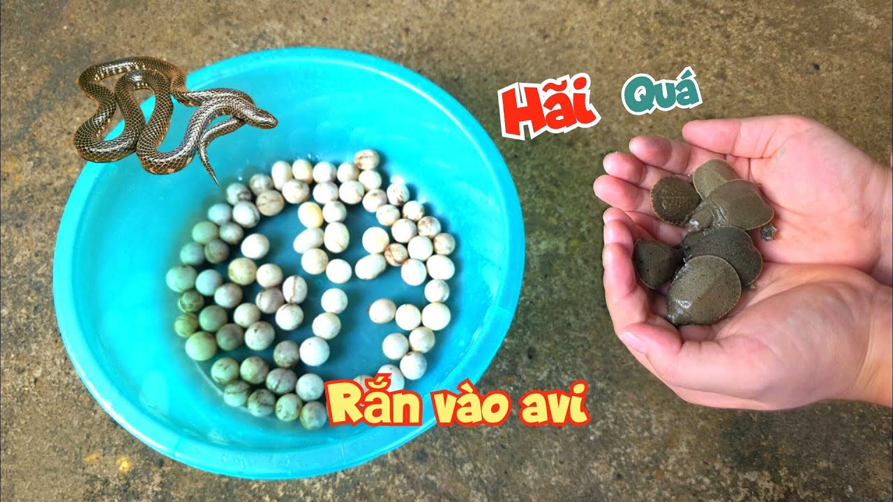 Xém Ngất Xỉu Khi Bắt Con Rắn Đột Nhập Vào Nhà Và Thăm Lại Ổ Trứng Baba / Quế Nghịch