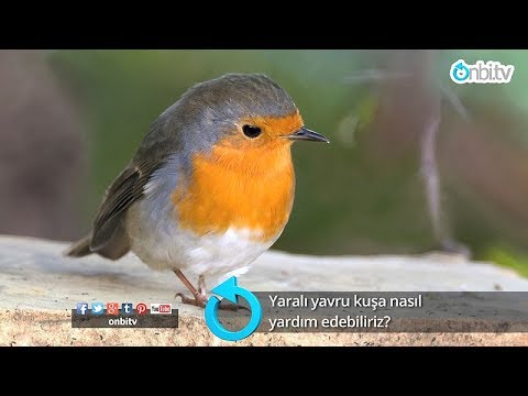 Video: Yaralı Kuşa Nasıl Yardım Edilir