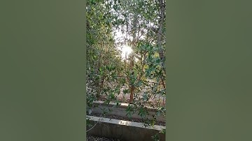 تلاوة سورة البلد (الأمام أبو جهاد وفقه الله)