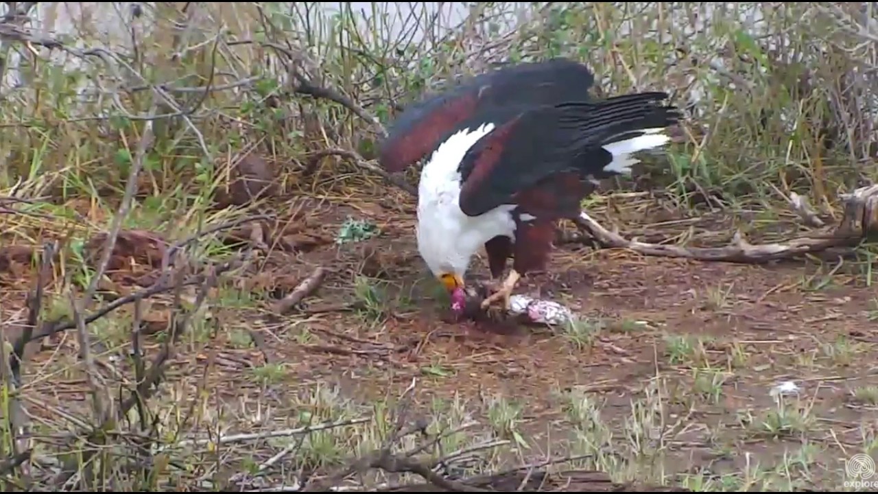 African Fish Eagle eating catfish. Africa River cam. 19 November 2016