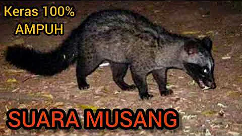 SUARA MUSANG || Cocok untuk pikat