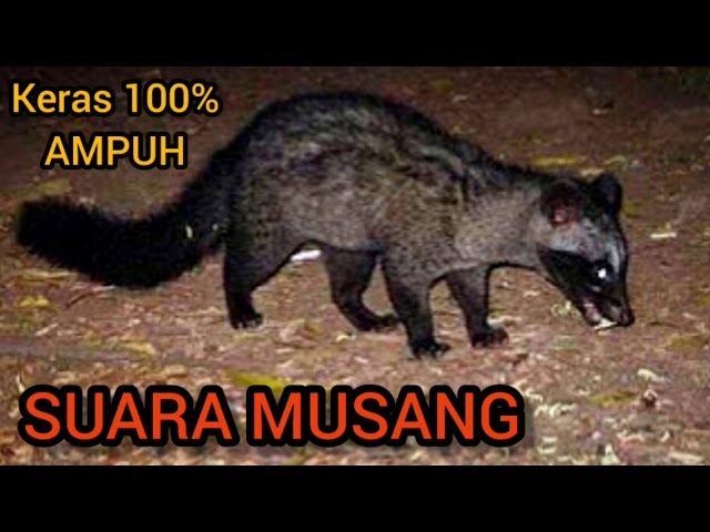 SUARA MUSANG || Cocok untuk pikat class=