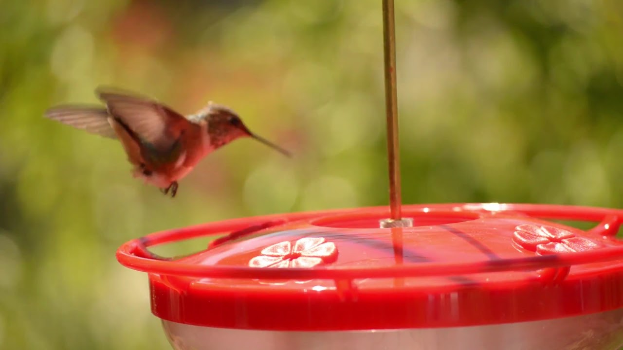Wild Birds Unlimited - Hummingbirds Commercial - 30 Seconds - YouTube