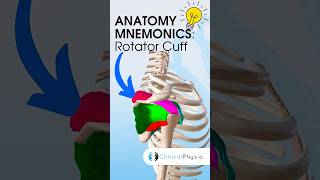 Rotator Cuff Anatomy Mnemonic #mnemonic #anatomy screenshot 4