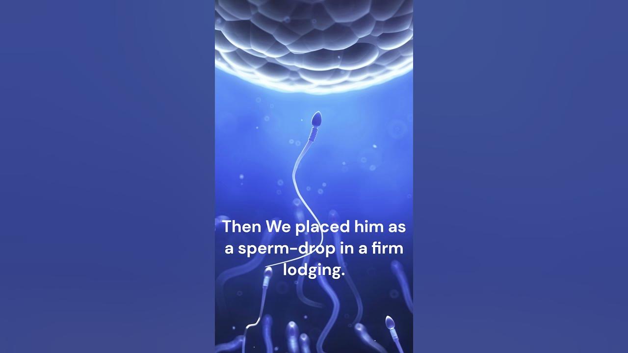 quran-about-foetal-development-in-surah-23-verse-12-14-foetus-baby