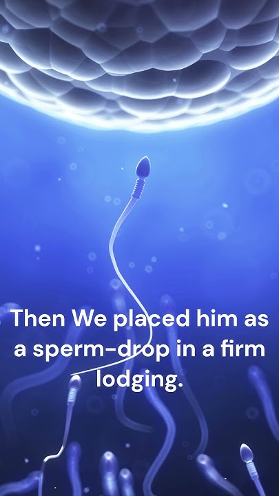 quran-about-foetal-development-in-surah-23-verse-12-14-foetus-baby