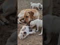 Cute Labrador Puppies Having Fun with Mother 😄🐾#puppy #labrador #dog