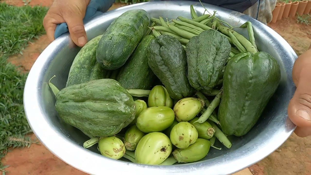 DIA DE COLHEITA/ALMOÇO/ROÇA DE MILHO E PLANTANDO ALFACES E MOSTRANDO AS GALINHAS.