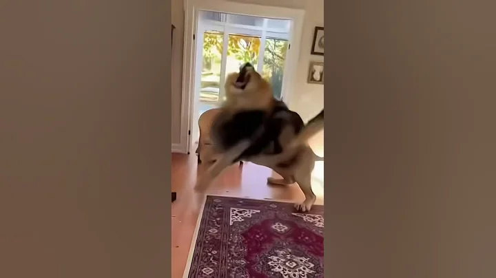 Video 11658571: lion maine coon, maine coon cat live, cat funnycats cute, cat riding