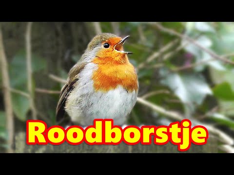 Roodborstje - Roodborst ~ Prachtige Vogels Zingen