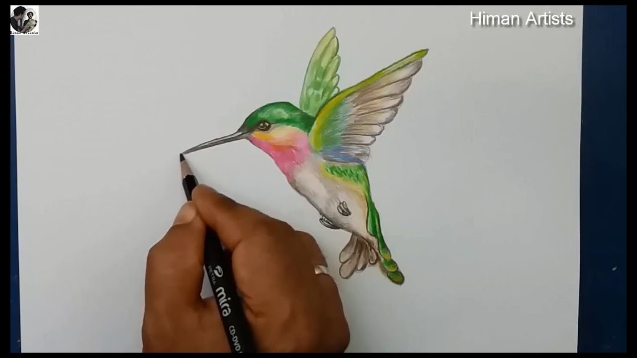 Hummingbird Drawing Realistic  Drawing Skill