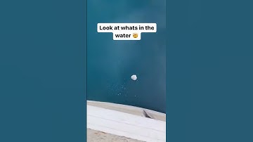 Hire a Virtual Assistant in 30 minutes! #wishup #30minutes