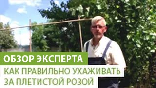 Как правильно посадить и ухаживать за плетистой розой(В этом видео наш эксперт расскажет Вам о том, как правильно посадить и ухаживать за плетистой розой. Если..., 2014-07-28T07:33:11.000Z)