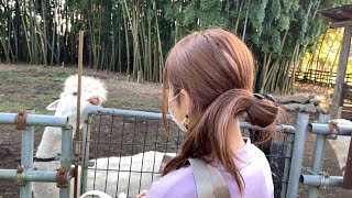 あいるん 大好きなアルパカに唾をかけられて大変な事にw Youtube あいるん 大好きなアルパカに唾をかけられて大変な事にw Youtube