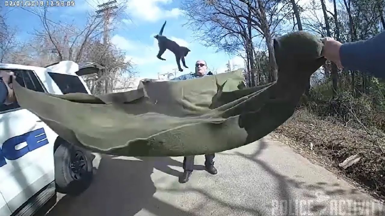 Image result for Bodycam Shows Police Use Blanket to Catch Kitten Falling From Tree