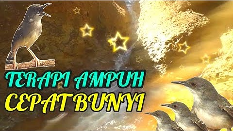 Terapi ciblek macet dan bahan agar cepat bunyi || pancingan ciblek agar bunyi (ciblek gacor)