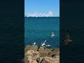 🌊 149 With seagull mathematics 4-3=2 🫣🙂 Ay ay... how they are counting #MaLiliAwaves 🌊