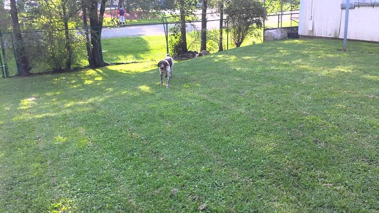 Gauge at Kalamazoo Animal Rescue YouTube