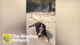 Dog owner finds out the family dog survived Santa Rosa Wildfire