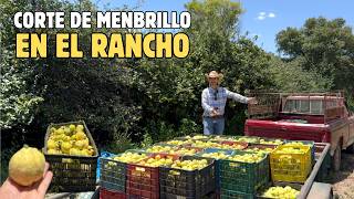 La Cosecha De Menbrillo, Es Una Fruta Muy Noble Que DA Dinero,