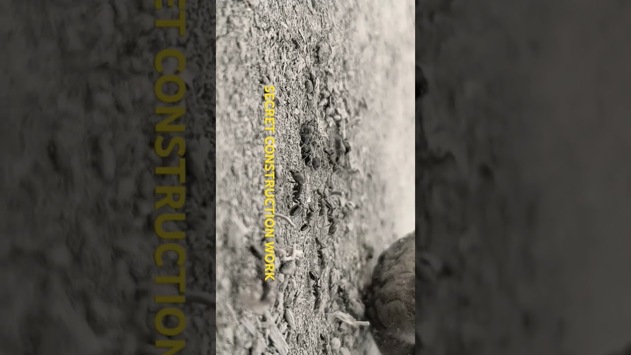 ANT SECRET CONSTRUCTION WORK