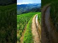 Longsheng Rice Terraces