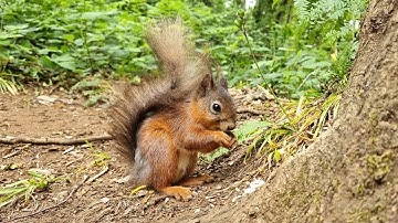 Amazing native red squirrels on the isle of wight