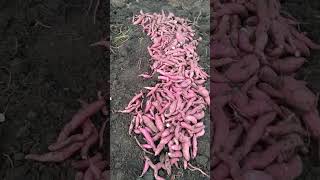 #Sweet potato 🍠🍠 shakarganj #phonk #beats screenshot 2