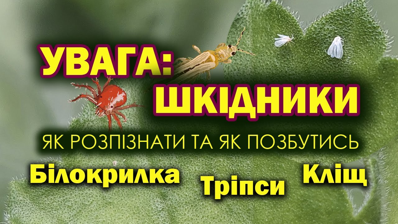 Шкідники кімнатних рослин: білокрилка, павутинний кліщ, тріпси. Як розпізнати та як позбутися