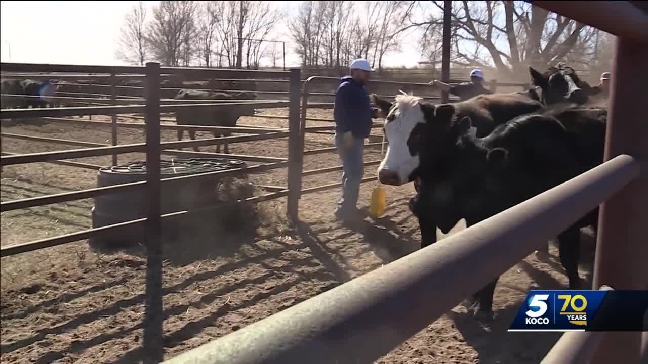Wildfires near Gage leave 500K worth of livestock dead, veterinarian