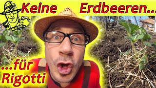 Die beiden lieben sich: Erdbeeren mit Knoblauch. Erdbeersorte: Mara des Bois. Die beiden lieben sich: Erdbeeren mit Knoblauch. Erdbeersorte: Mara des Bois.
