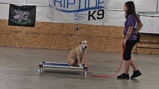 Pixie on leash obedience training 6-18-25