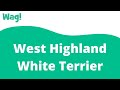 West Highland White Terrier | Wag! の動画、YouTube動画。