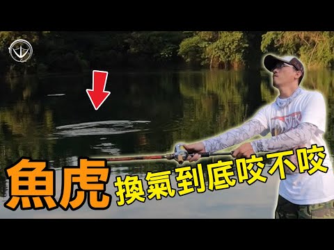 魚虎泛濫成災？不！活生生的悲慘釣遊！Snakehead Fishing！#釣魚 #魚虎 #鵝大人