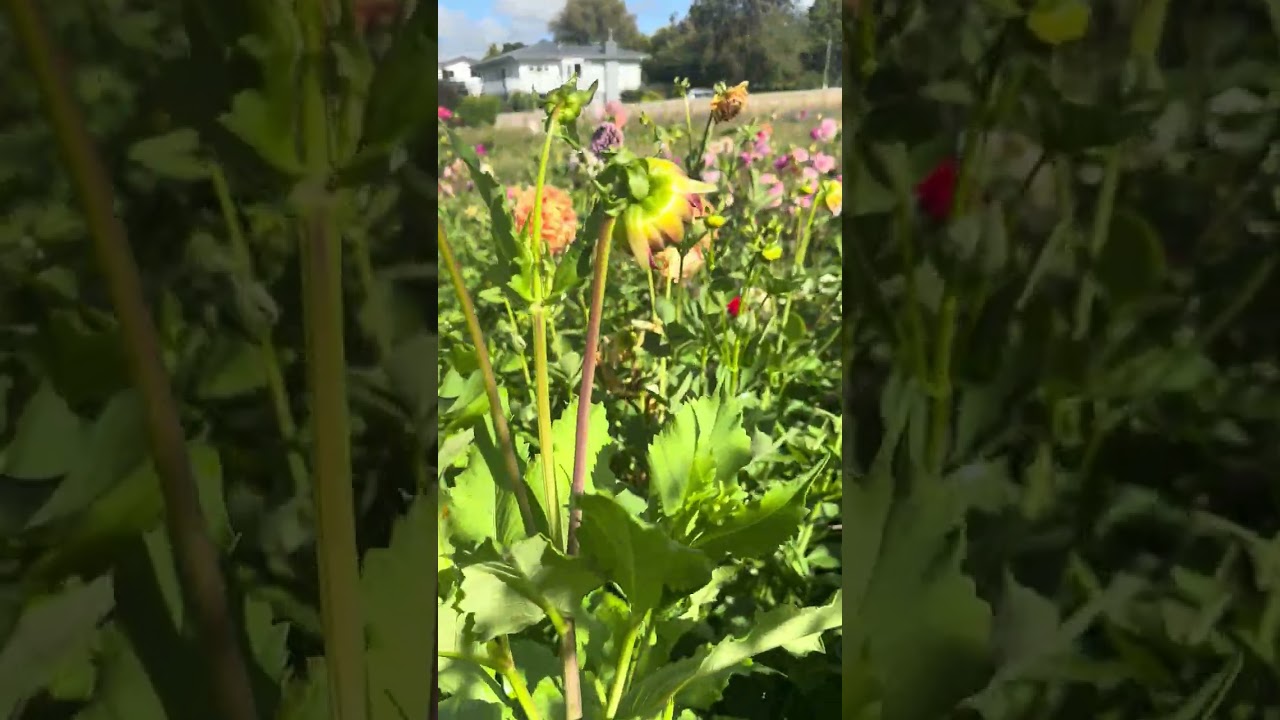 My little dahlia garden (Kihikihi, New Zealand)