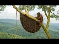 Solo Harvesting 70KG of Wild Jungle Honey — Swarmed by Furious Bees