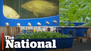 Aquaponic food bank farm