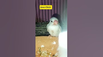 Java Sparrow after 29 days  | #javabird  #shorts #chicks #laying