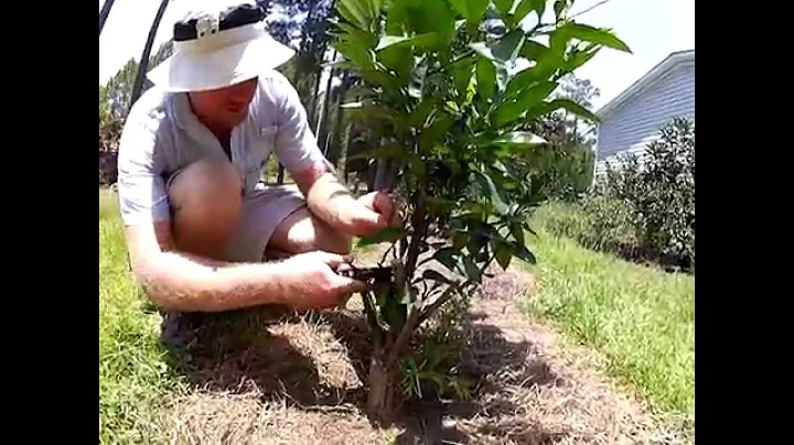 Difference between a Good sucker and Bad sucker in the Orchard - DayDayNews